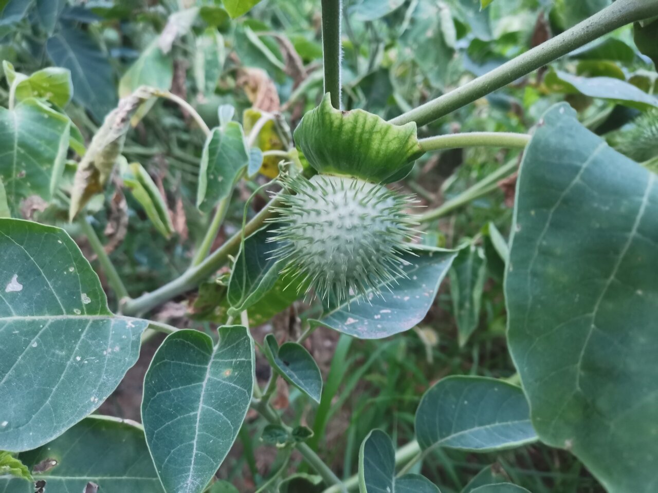 曼陀罗花果实图片图片