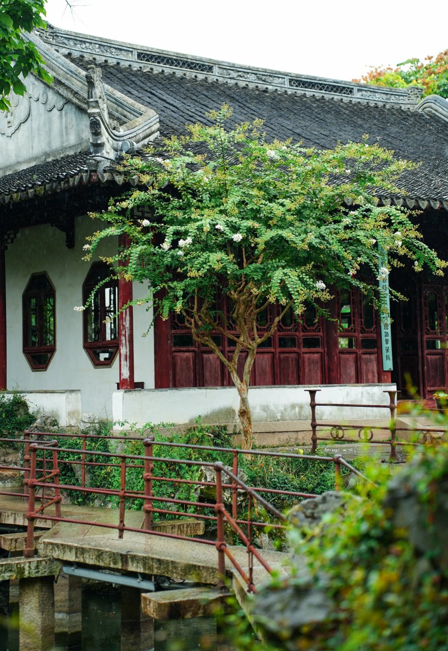 苏州园林|怡园|藕香榭前的紫薇花 一树浓姿独看来, 秋庭暮雨类轻埃.