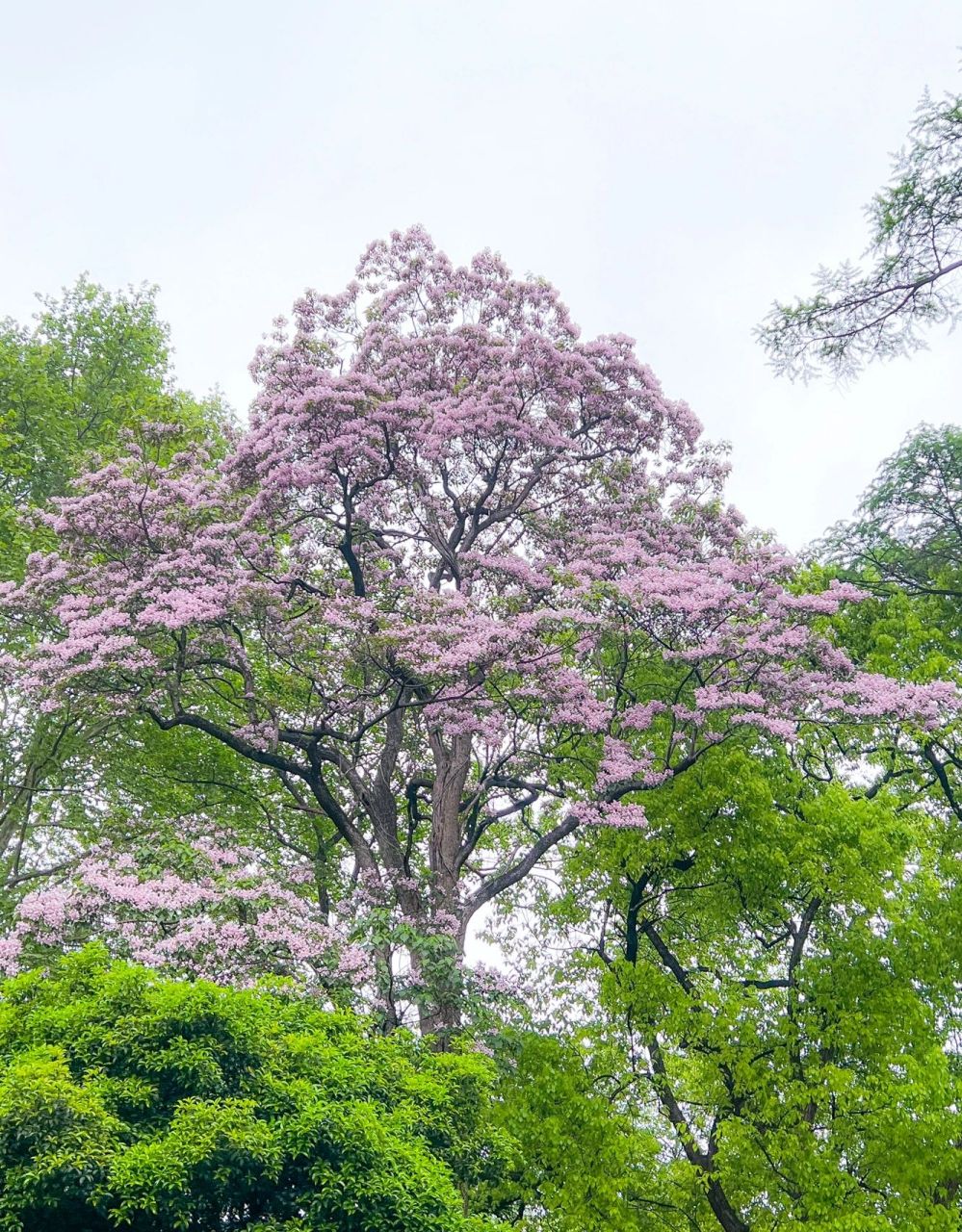 会开花的树唯美图片