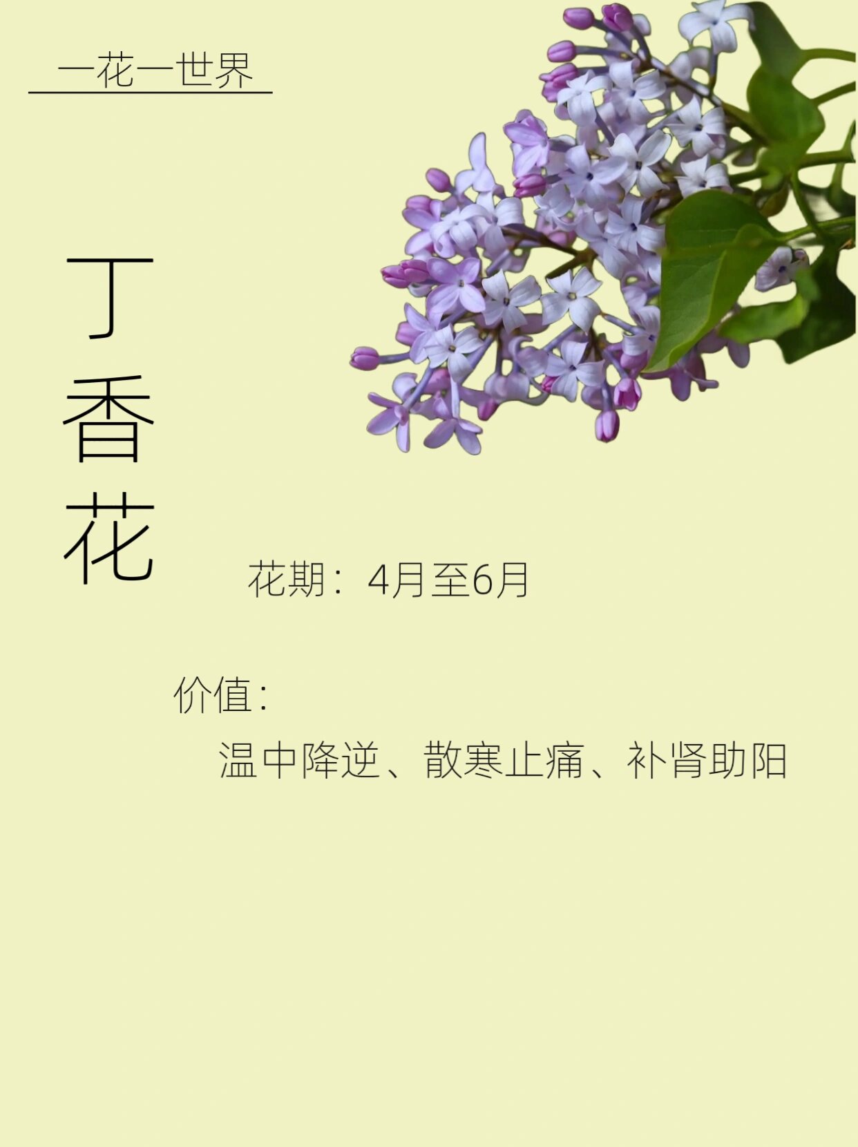 丁香花～知多少 92别名:百结,情客,紫丁香,紫丁白 92花语:纯洁的