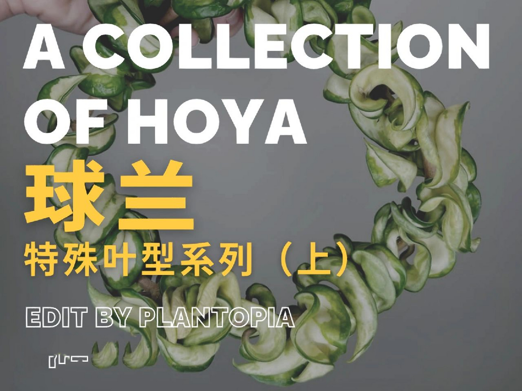 十六款特殊叶型球兰盘点(上) 929292 小方叶球兰 hoya rotund