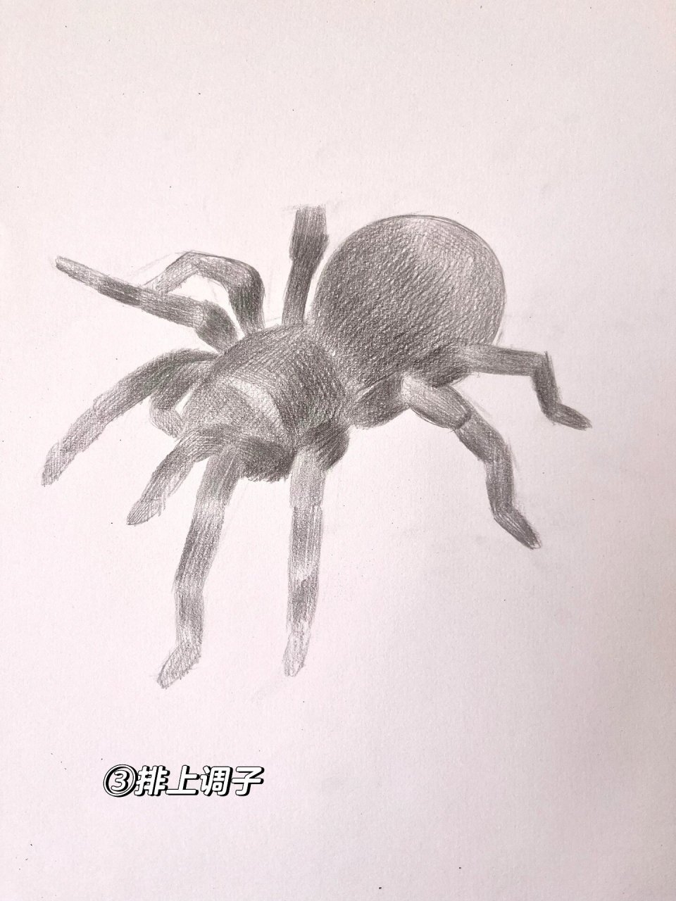 教程 材料:✏️铅笔,📋素描纸,橡皮擦,纸巾 1,先大概定好蜘蛛的
