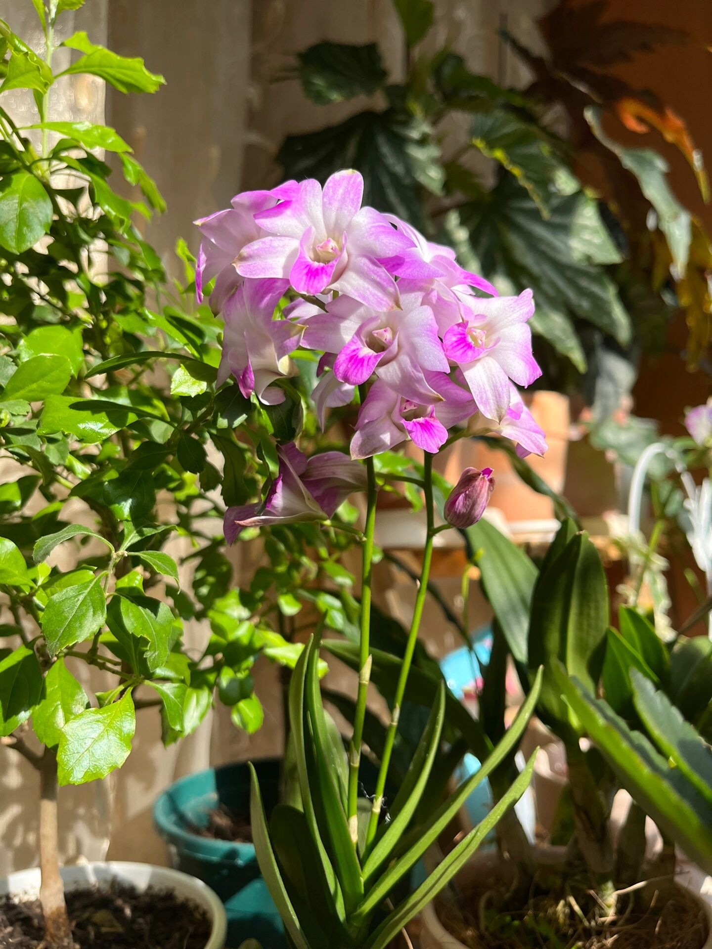 封闭阳台花园100种好养植物