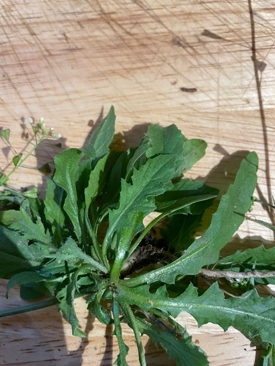 荠菜和蒲公英的区别 最近很多宝宝问我荠菜和蒲公英的区别,其实很好认