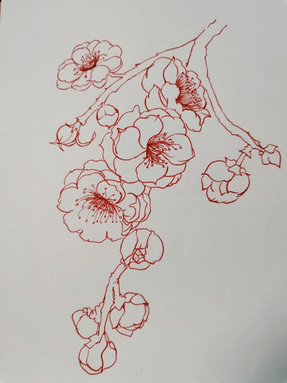 花朵手绘——梅花