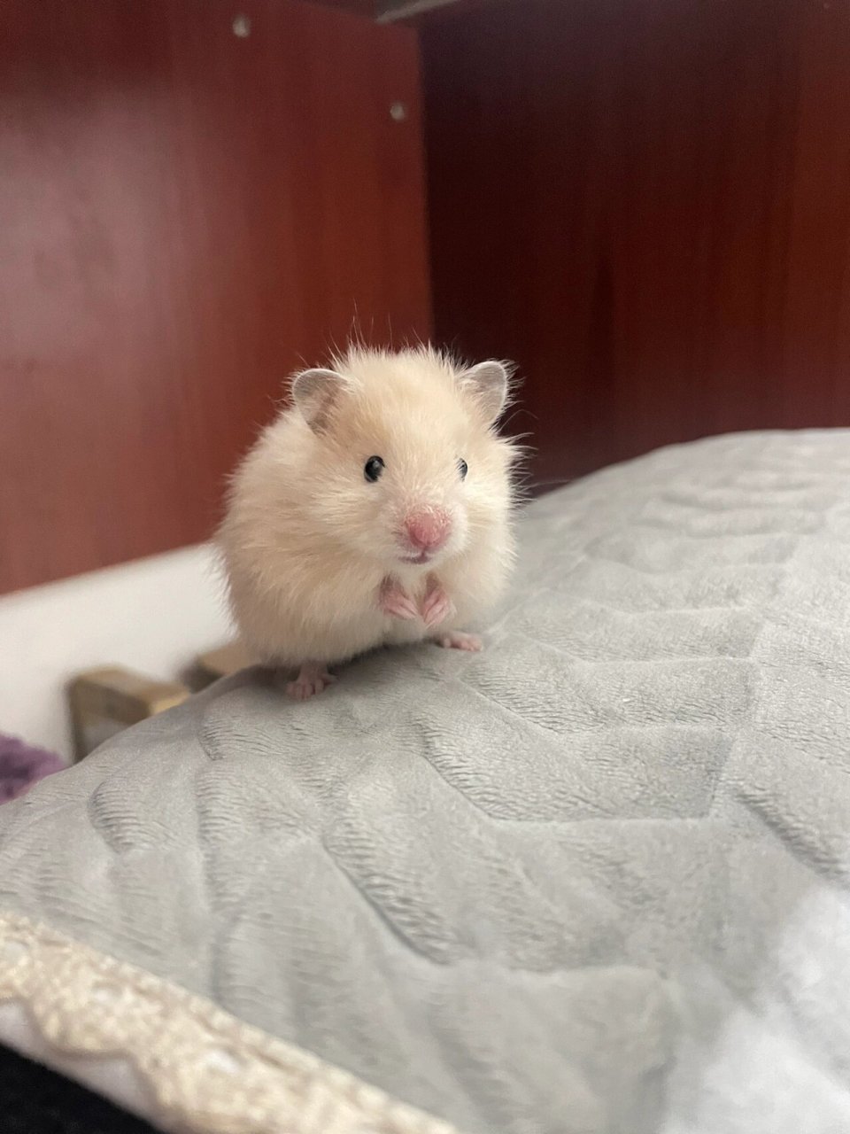 长毛米熊99 嗷嗷嗷～它真的太可爱了从山东寄过来广东,s四天三夜