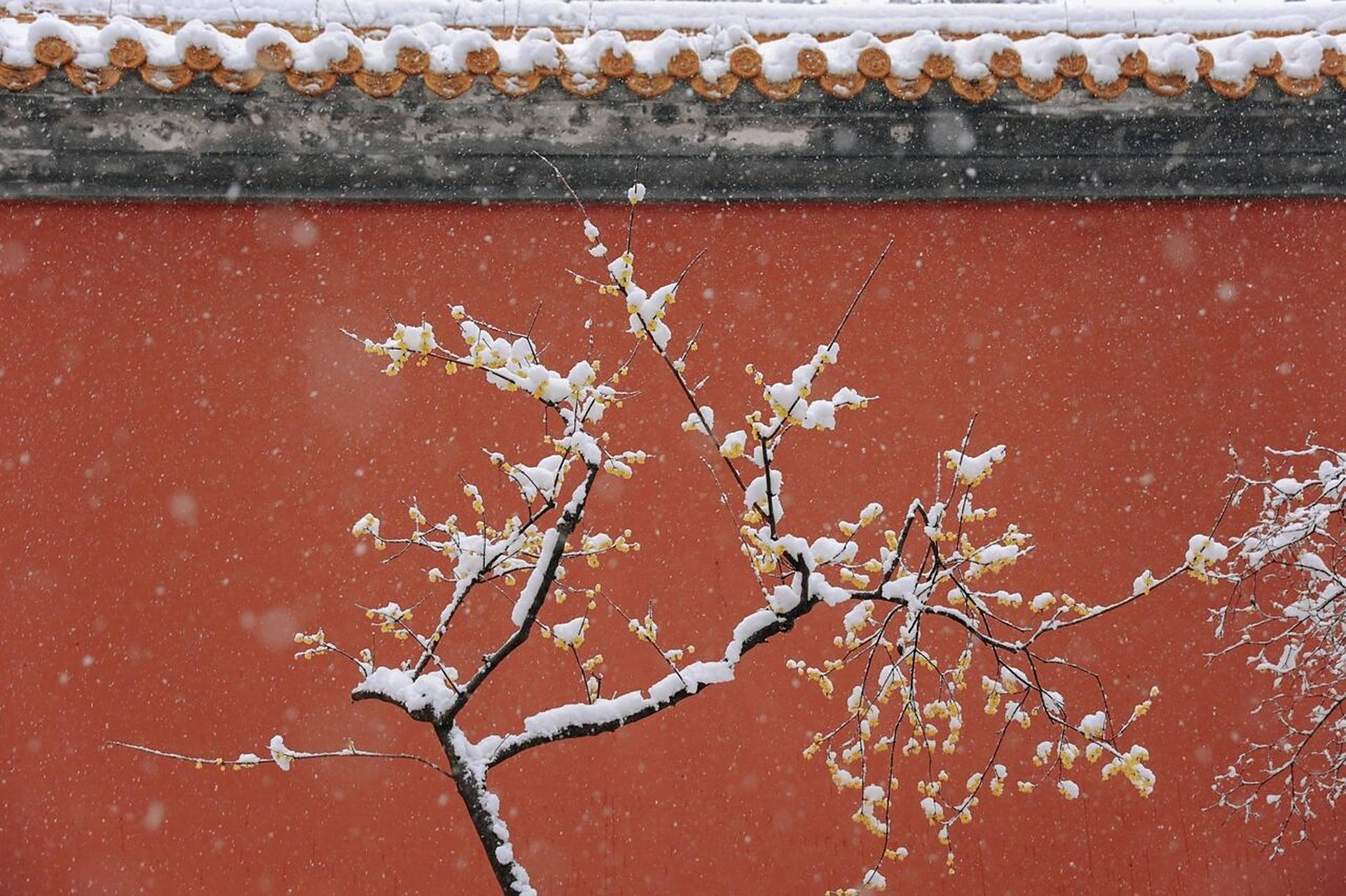 时常羡慕故宫雪景, 明孝陵有腊梅傲雪开的时候仿佛来到了故宫
