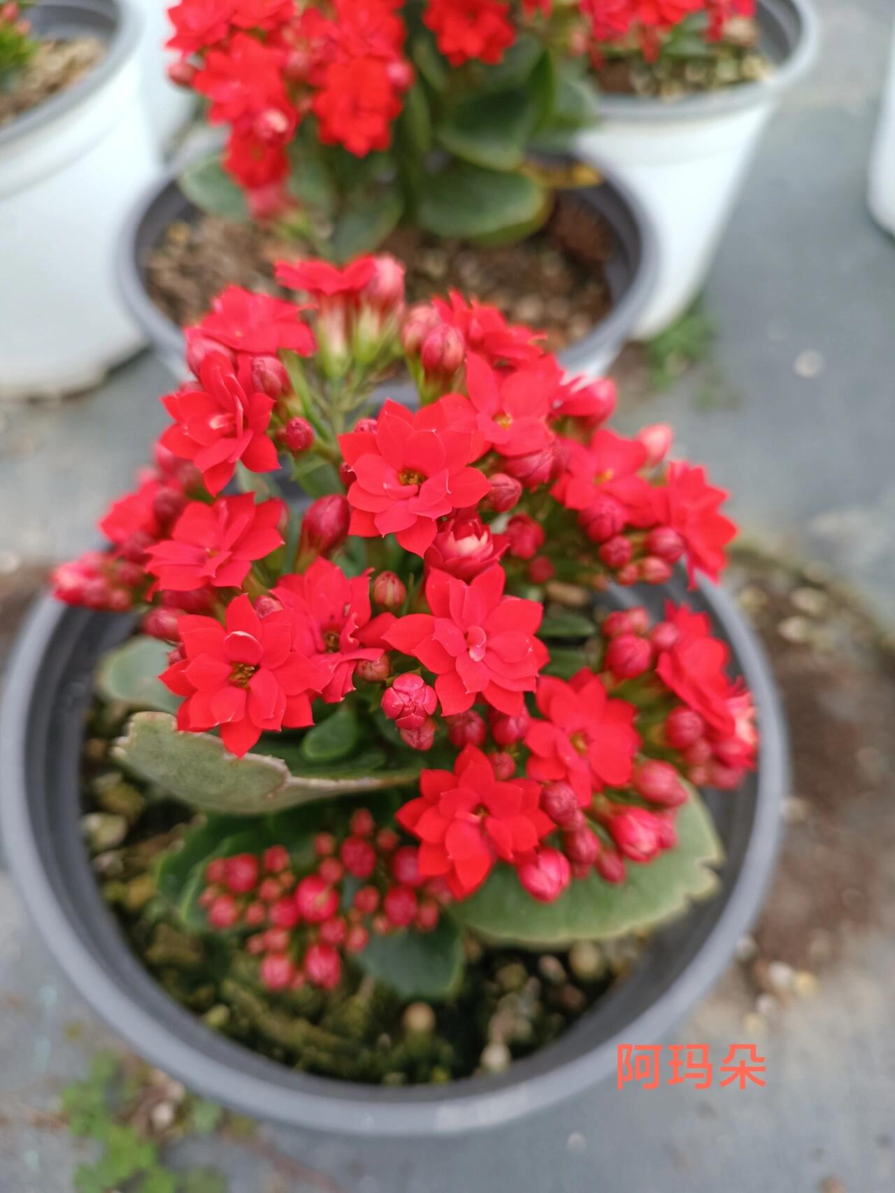 长寿花之红色重瓣系列 每年长寿花重瓣的品种属红色系列开的早,大红1.