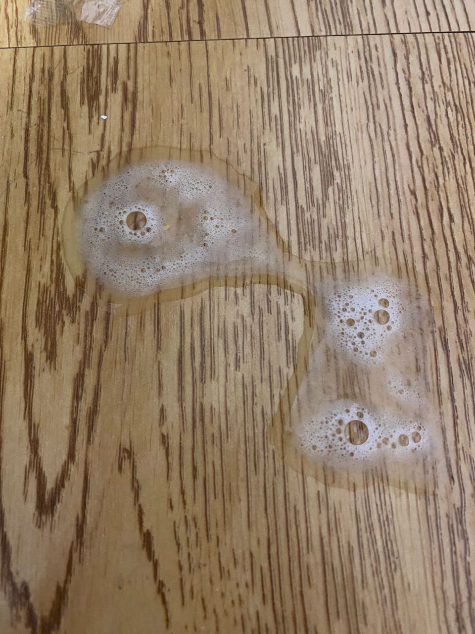 猫吐白色泡泡 猫吐白色泡泡怎么办?