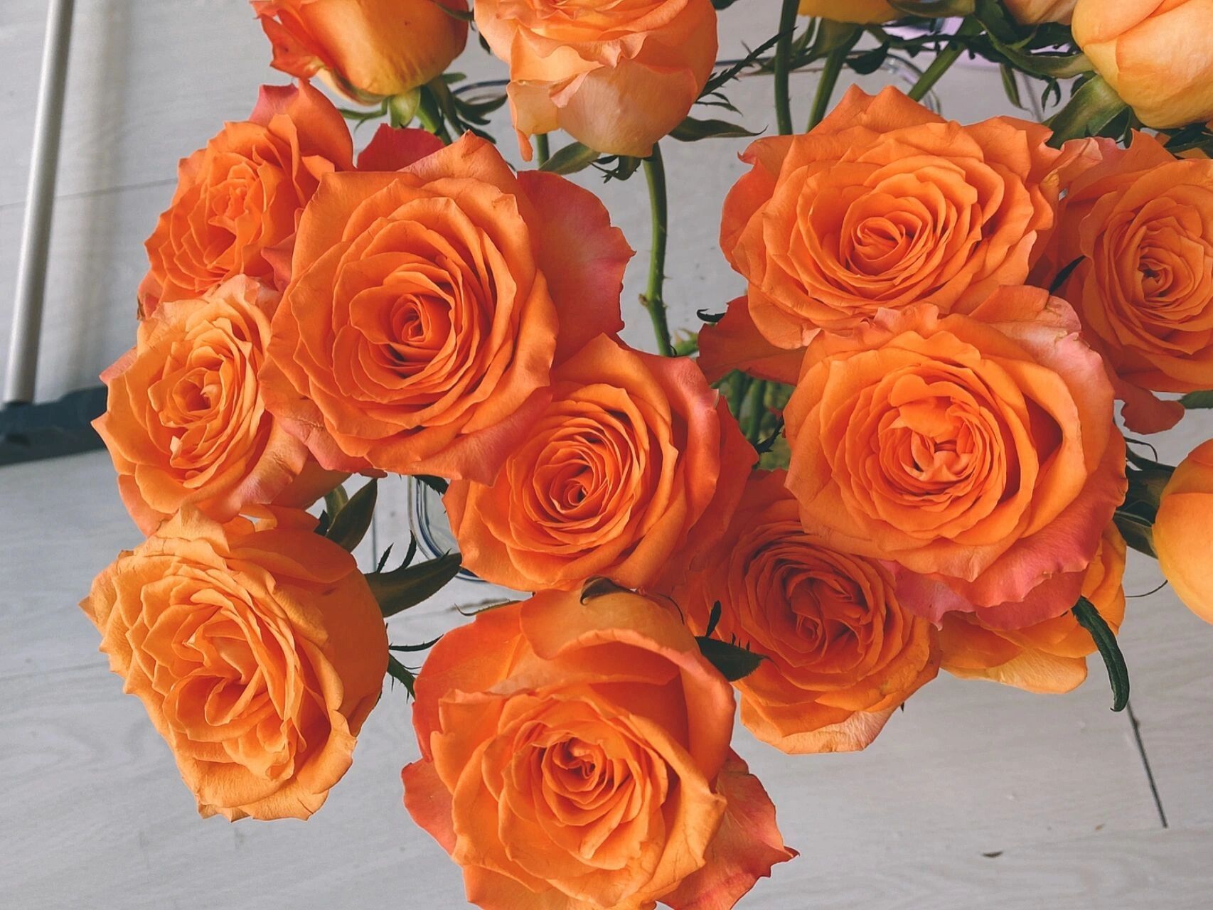 【国王日】玫瑰 "如果词不达意,那就把话放进花里" 	 国王日,喝汽水?