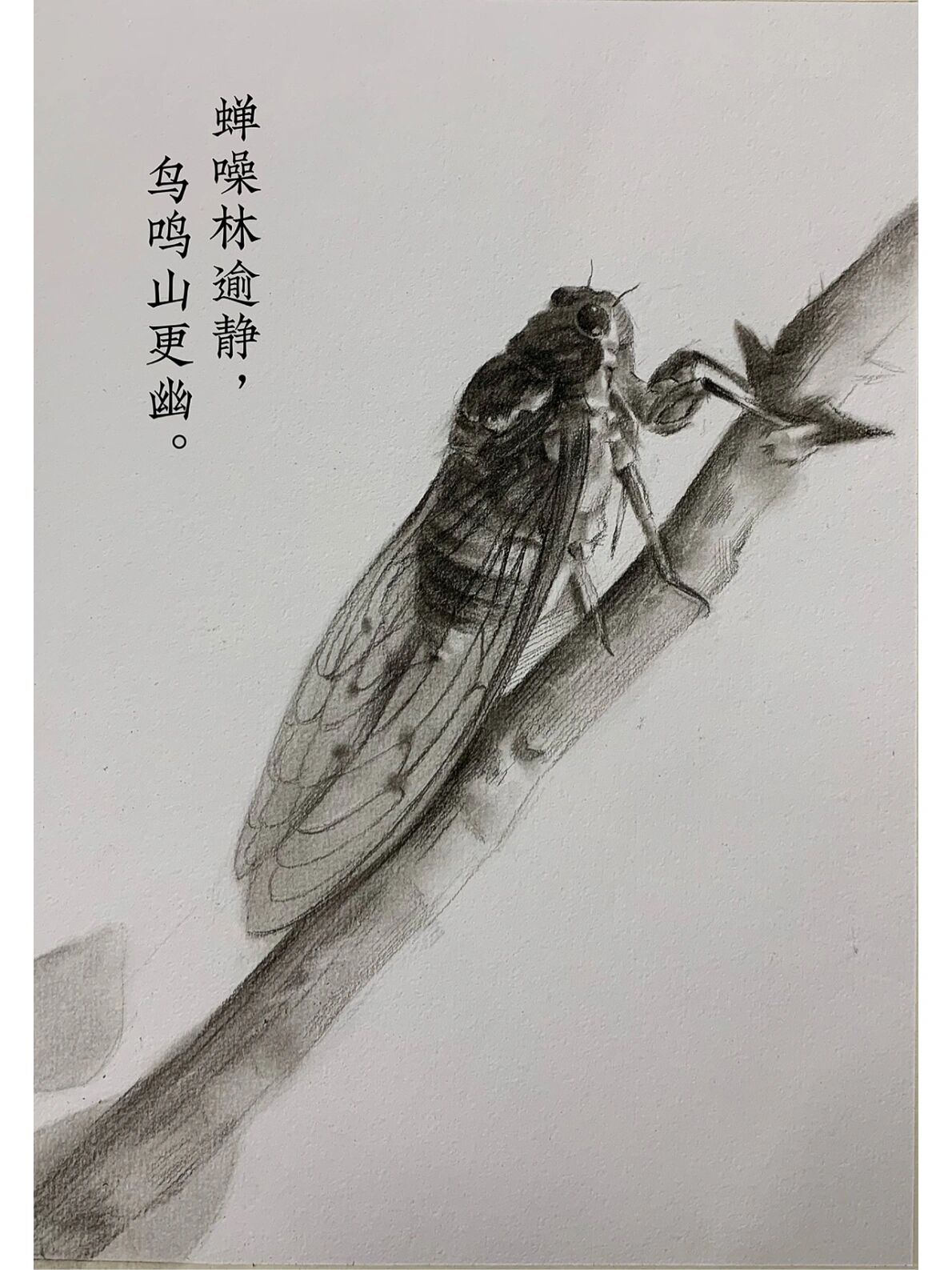 素描昆虫