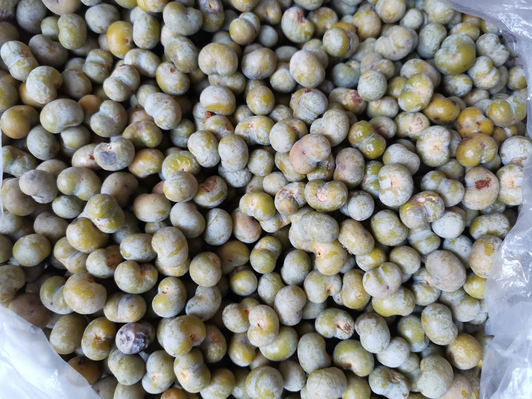 绿化带文玩—棕榈树种子 已经着魔啦!