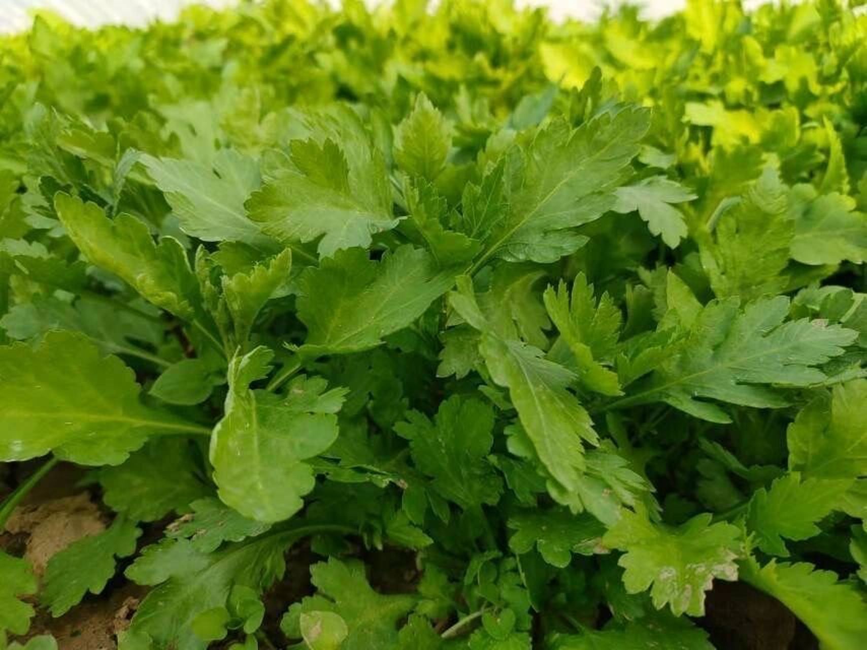 还可搭配面条,早餐来个菊花叶鸡蛋面清新可口,人人