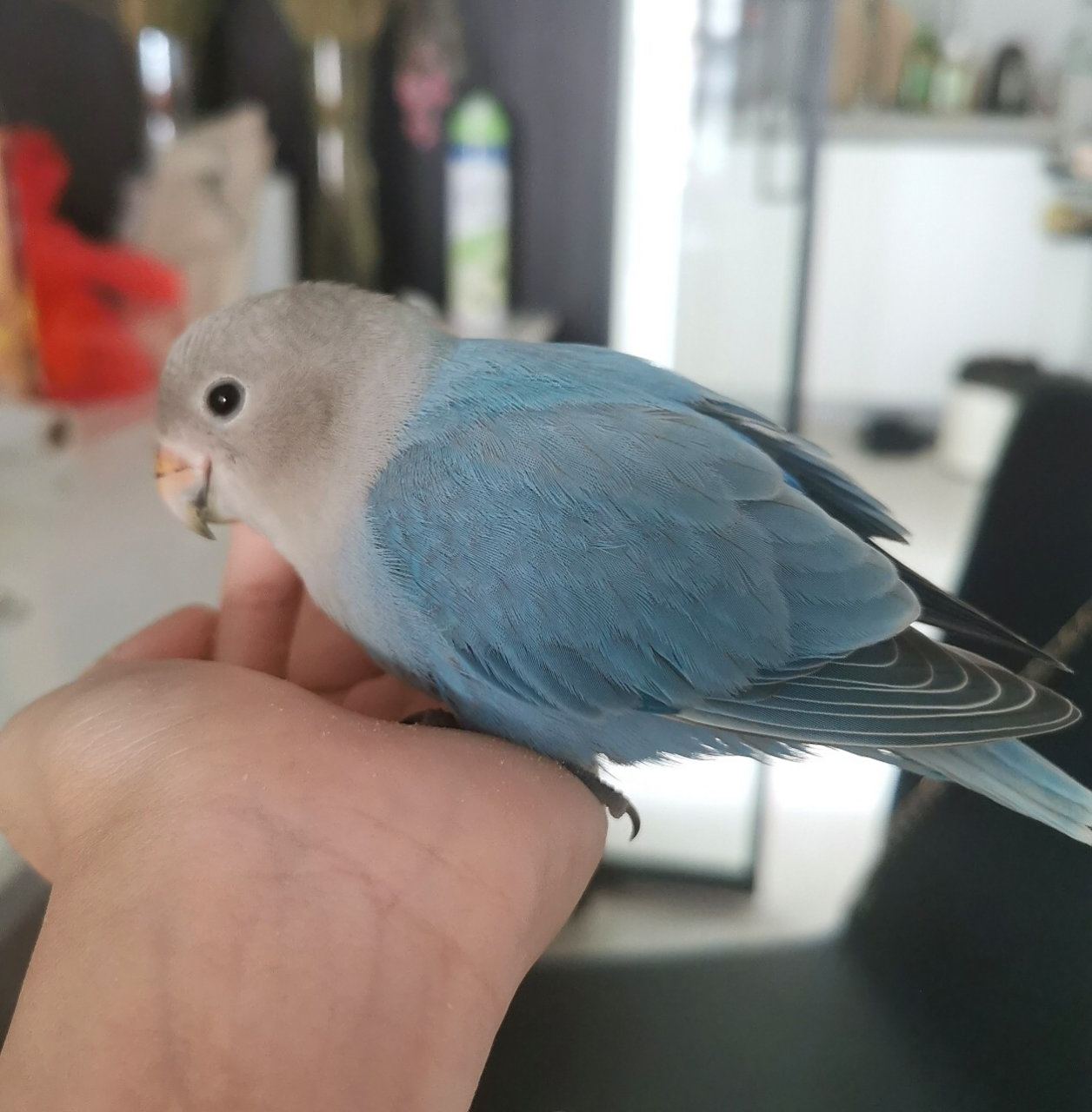 吃着吃着就睏了#蓝闪牡丹鹦鹉#3个月 小小乖乖萌萌一只