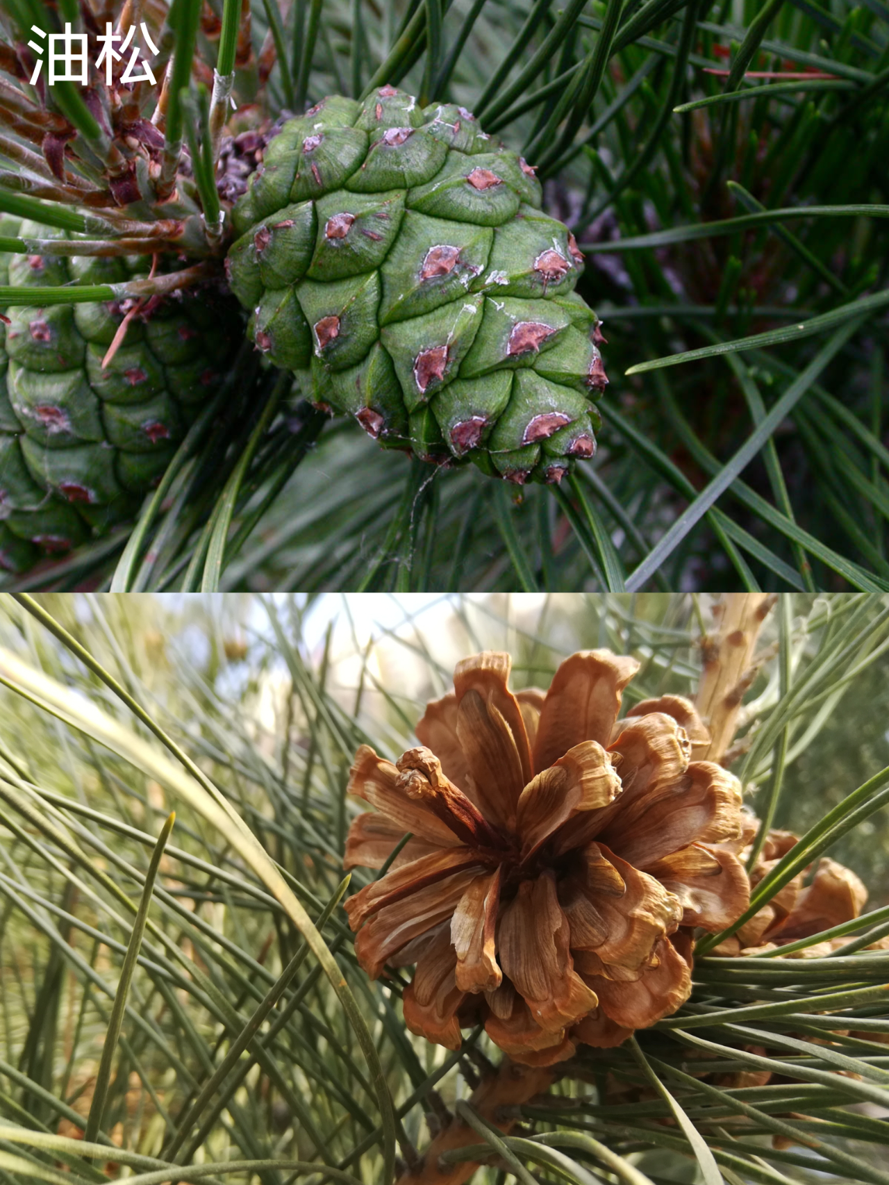 路边的松树结的松果里有松子吗?