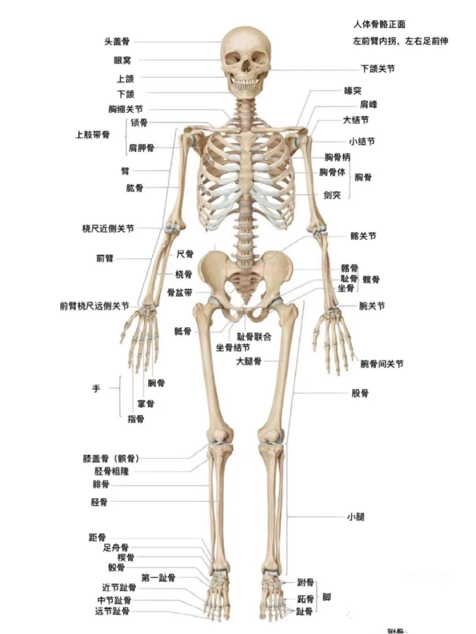 一次性讲清75157515肋骨骨折伤残评定全汇总 949494