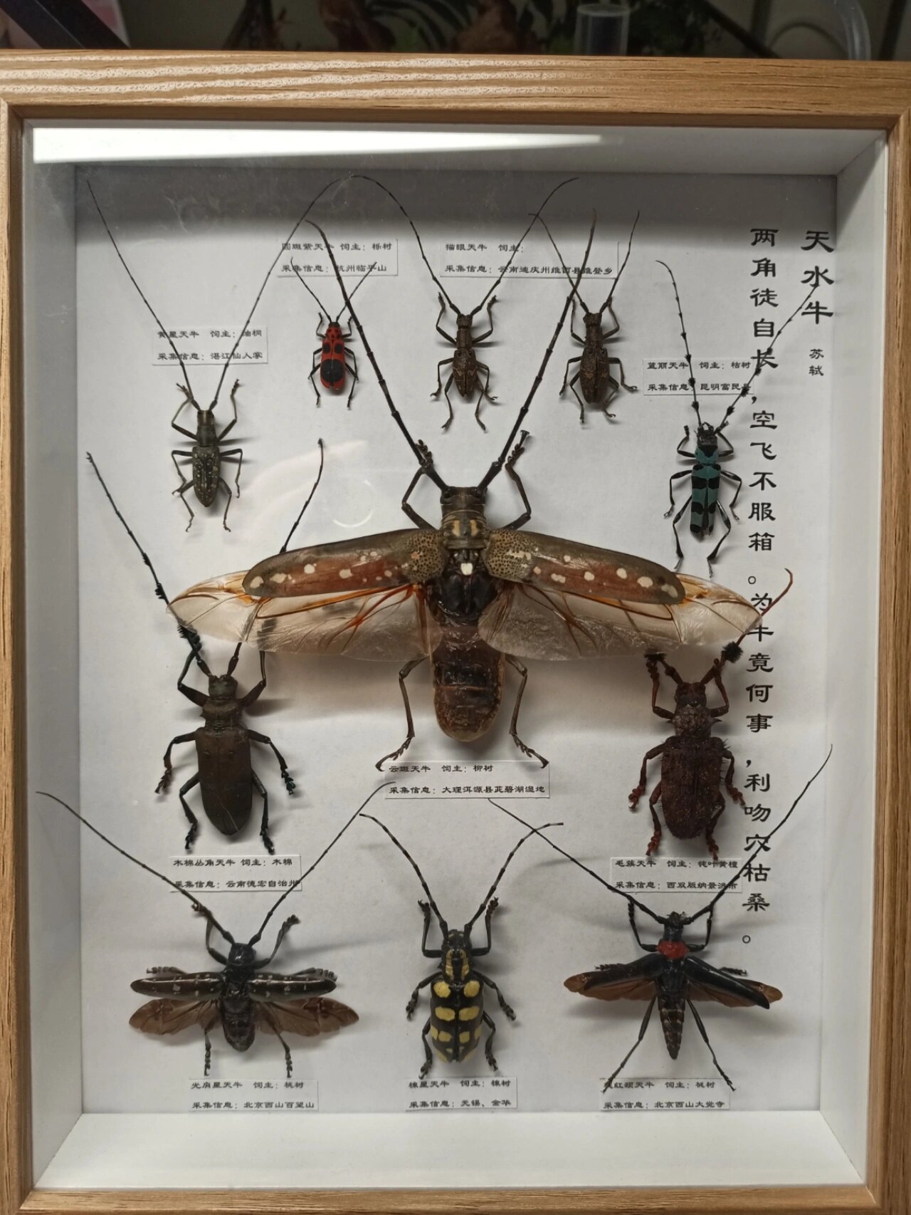 一框国内的常见天牛!
