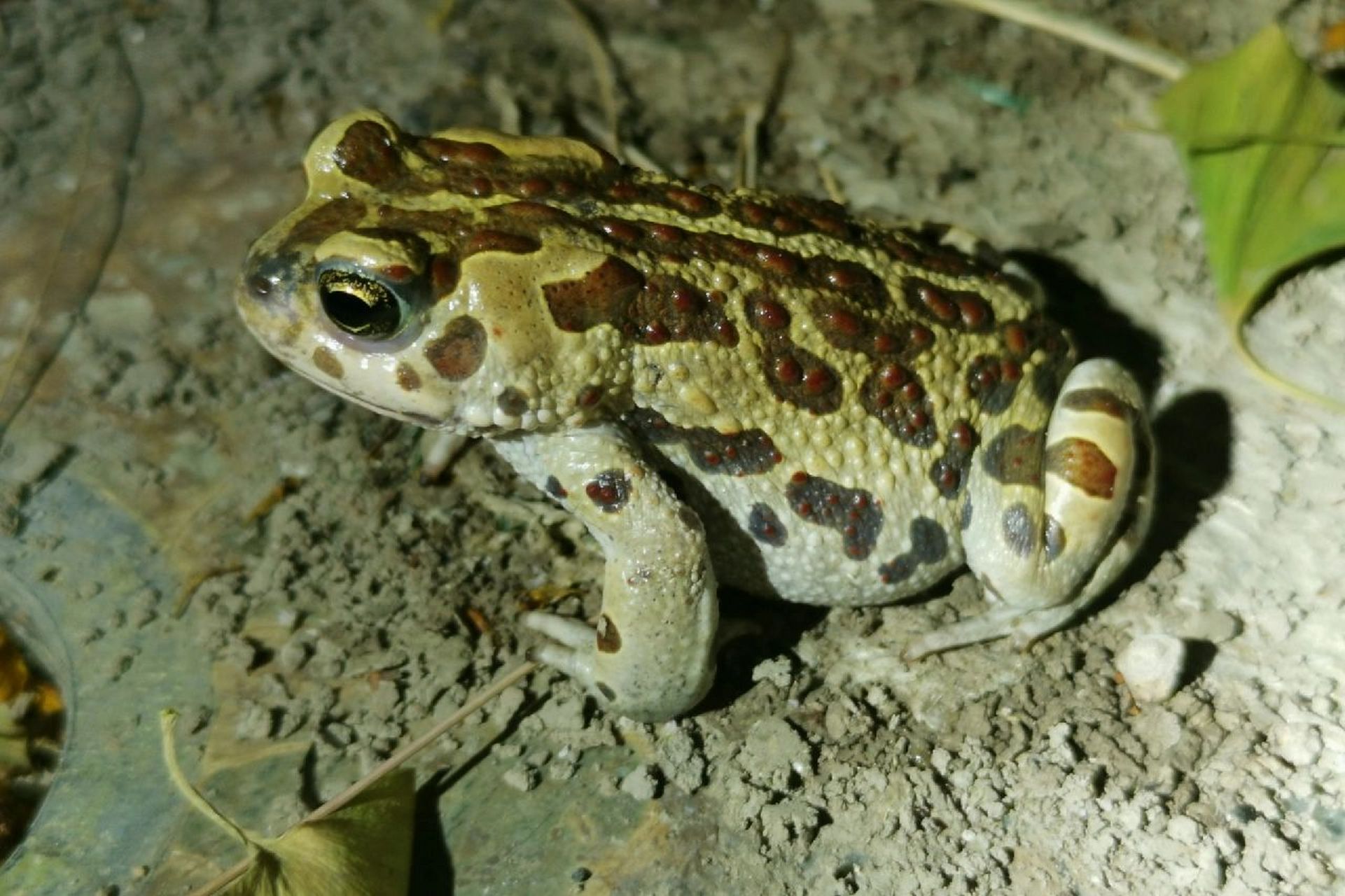 【物种记】癞蛤蟆中的高颜值:花背蟾蜍       花背蟾蜍(303735