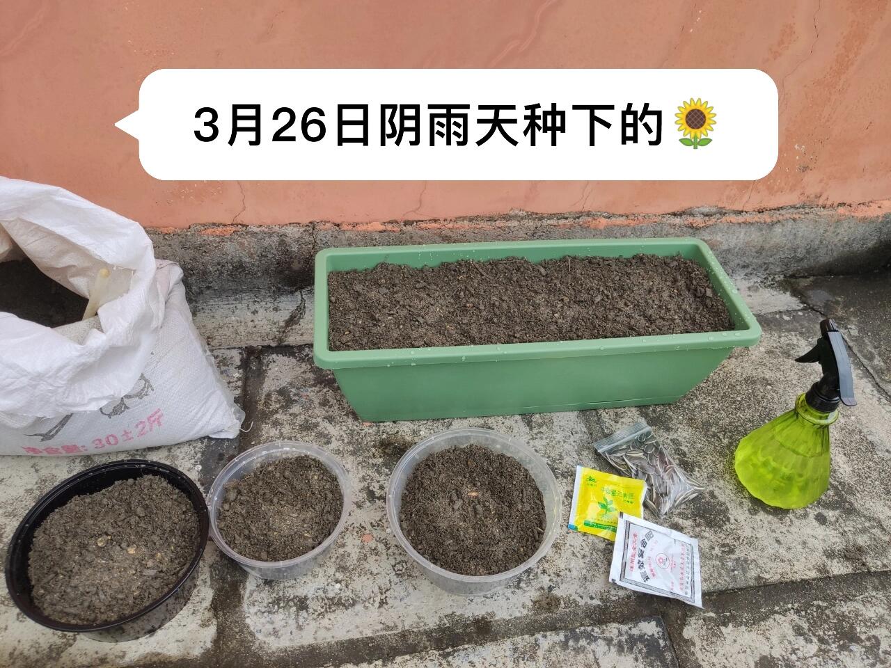 花期虽短图片