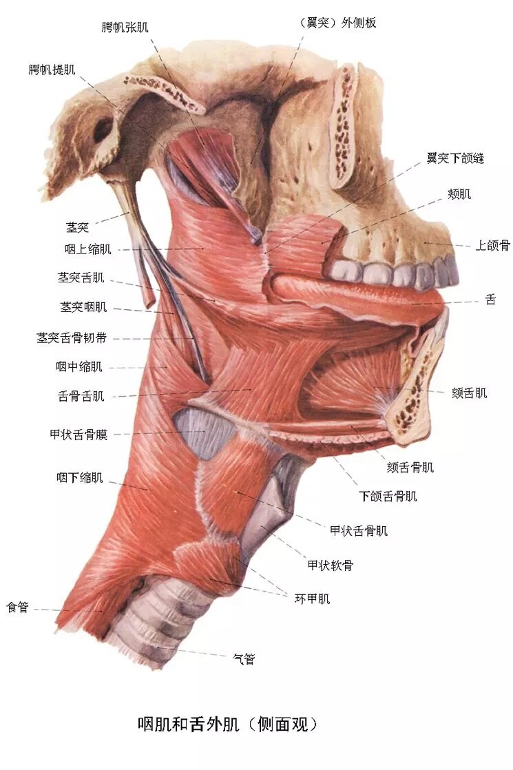 咽解剖图手绘图片