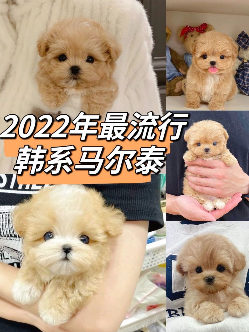 2022年最火狗狗 韩系马尔泰宝宝 女生的最爱 今年最97的98狗 先