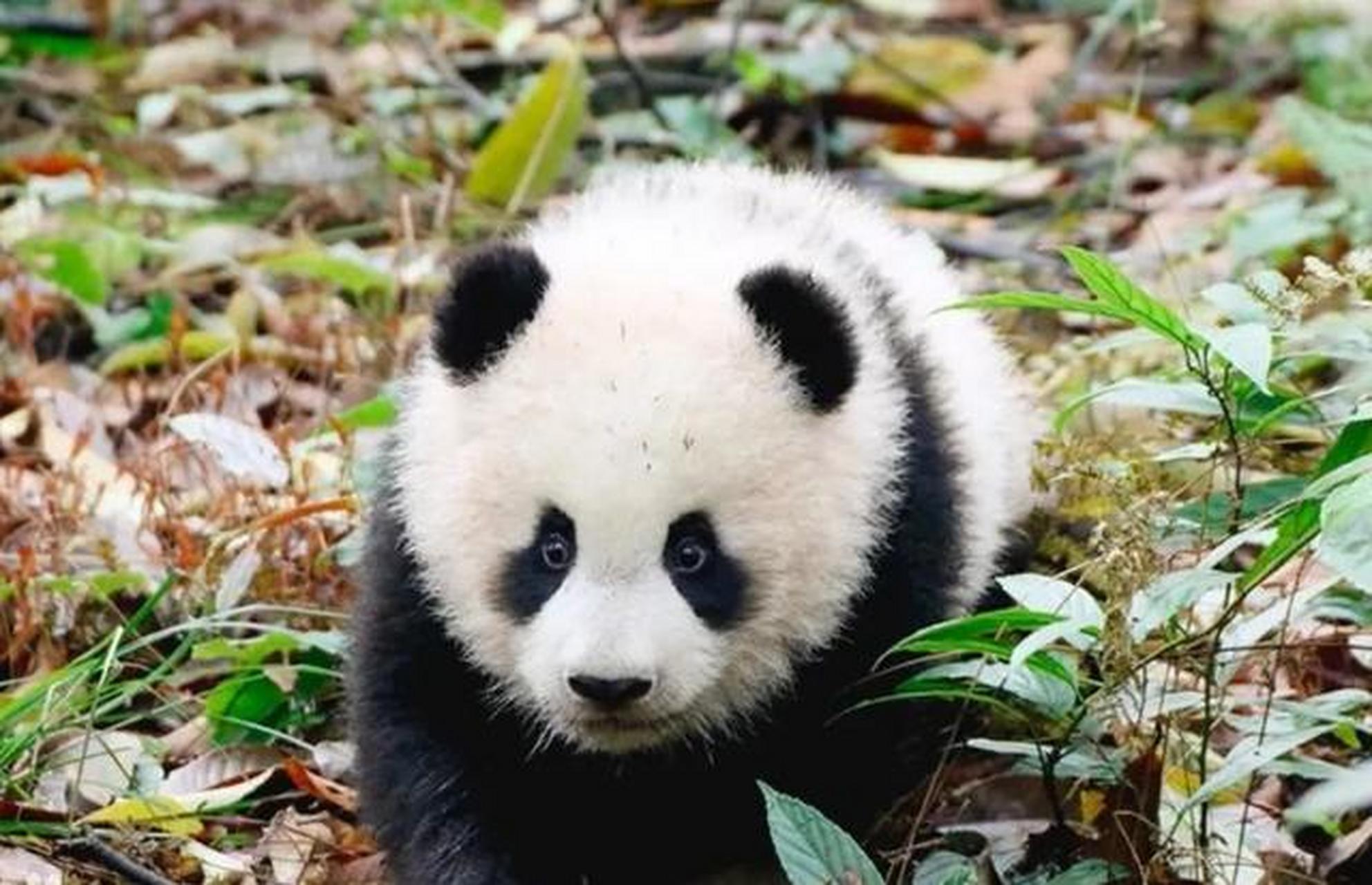 大熊猫琴心是个天才少女,它以一己之力让野培团队在山里团团转.