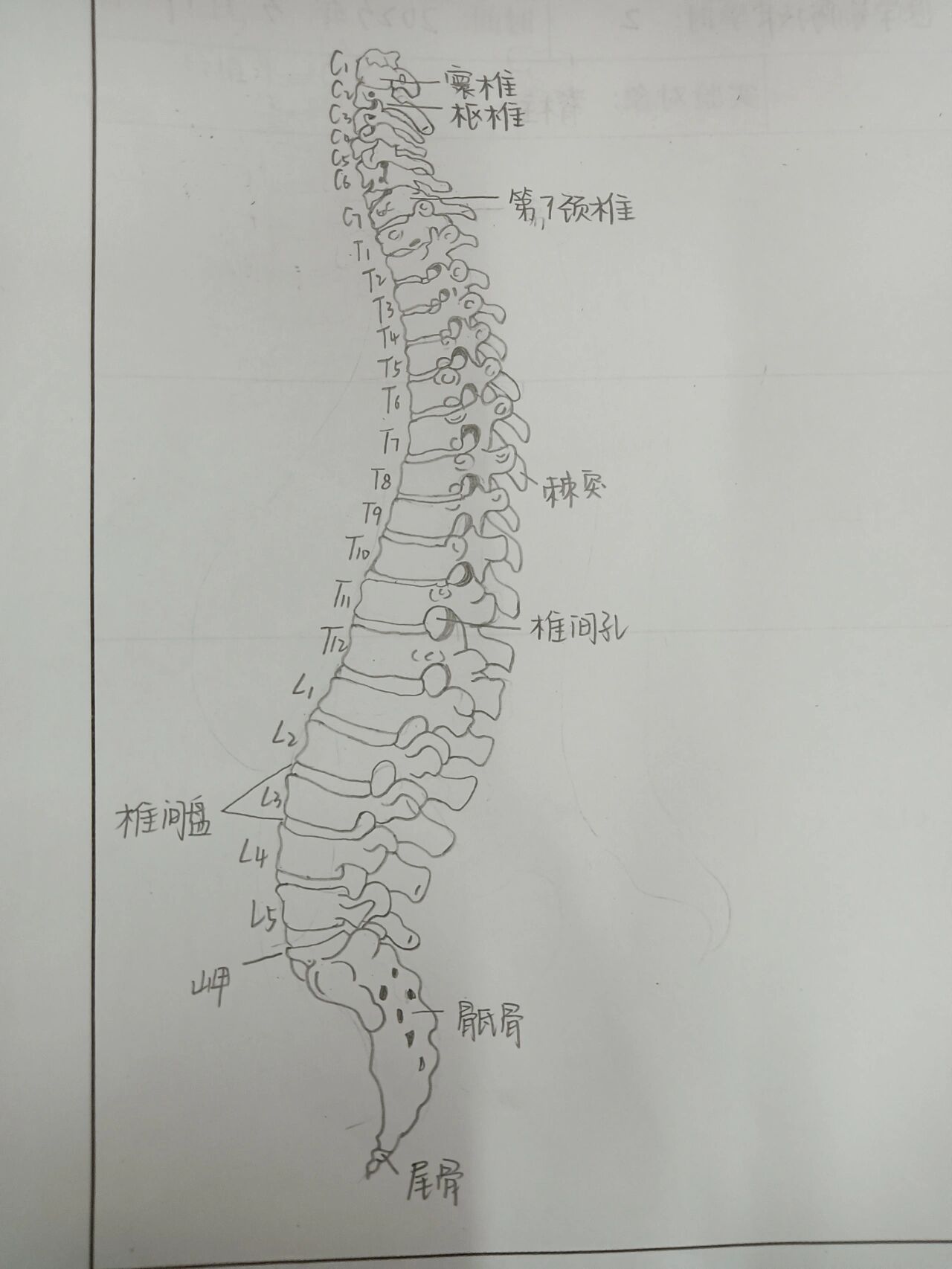 浅浅的画一个脊柱图