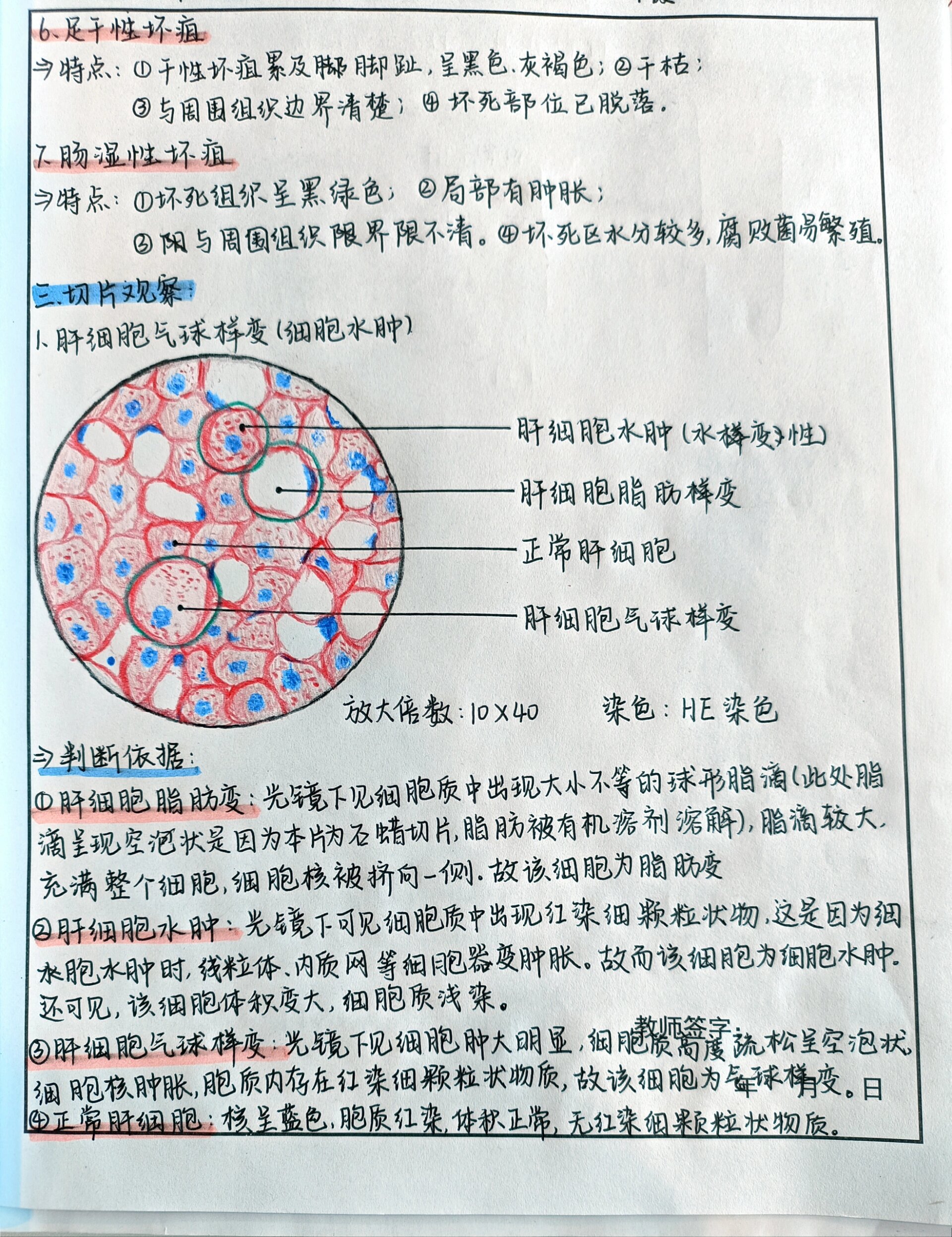 正常肝细胞绘图图片