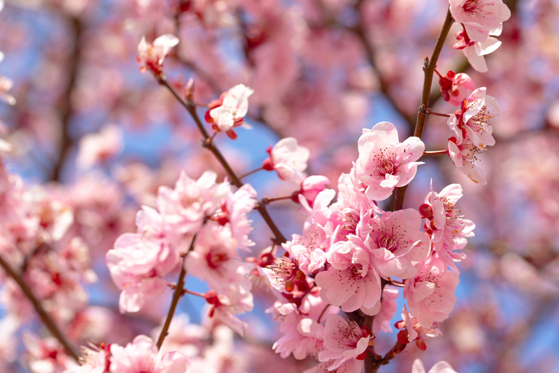 春天盛开的梅花 92一年有四季,春夏秋冬~ 92不过我最喜欢的还是