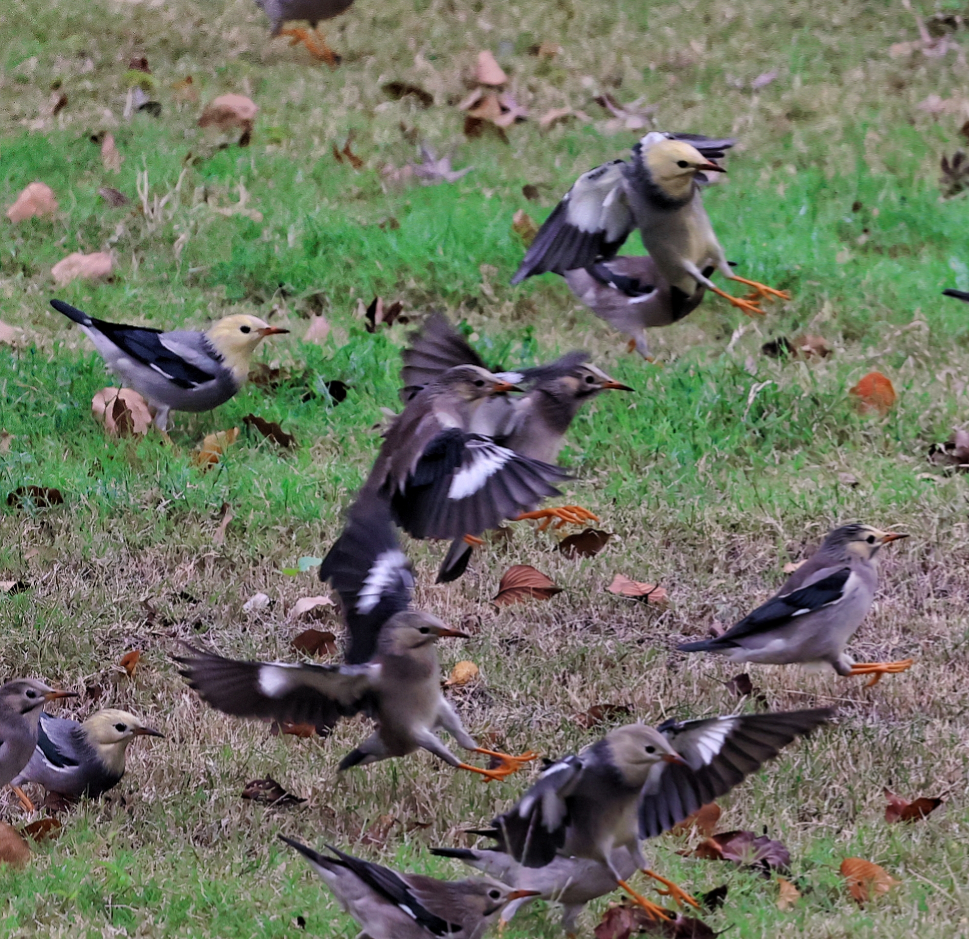 大量候鸟迁徙过来,今看到大群椋鸟进军杭州.