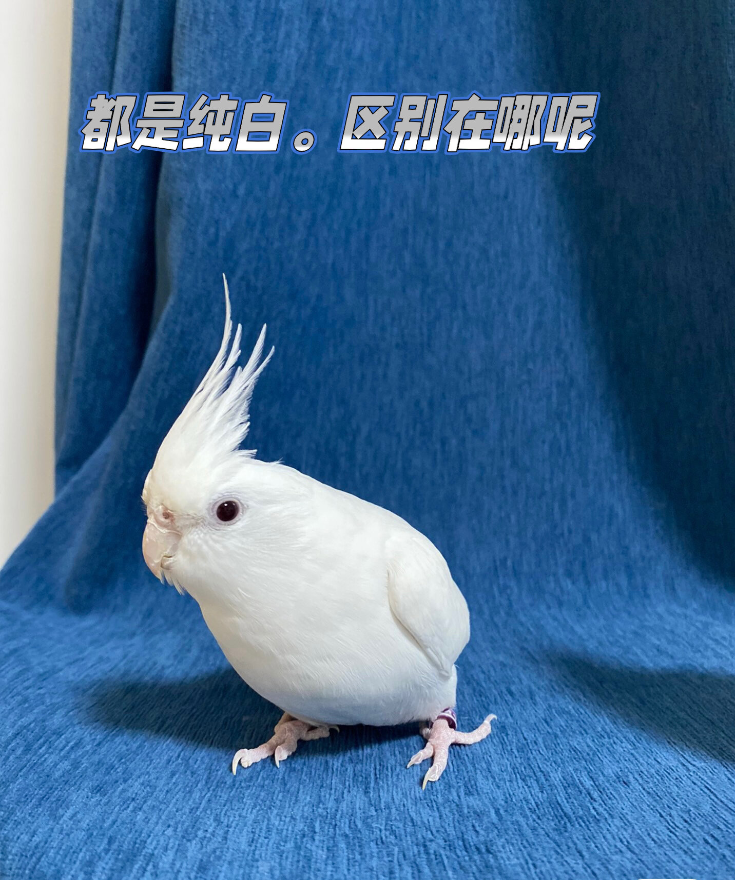 纯白色玄凤鹦鹉分两种