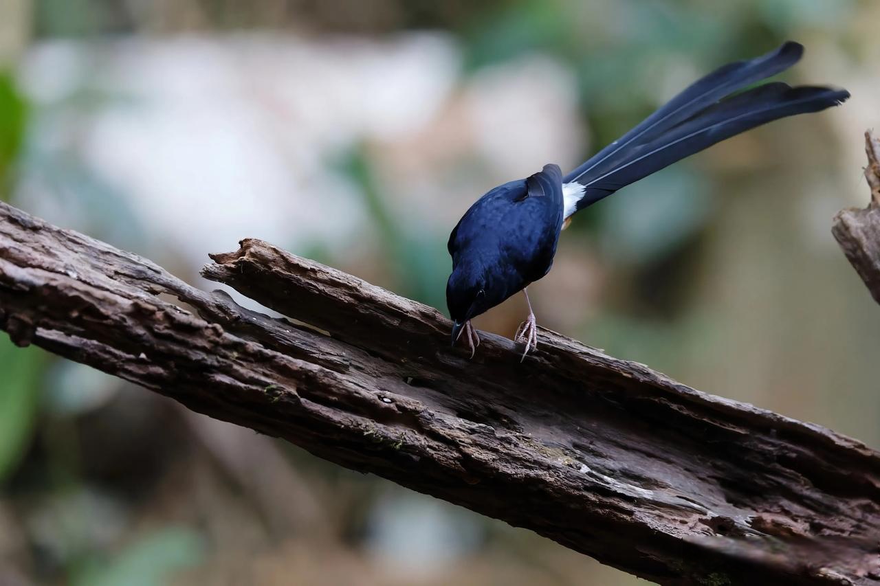 ◇白腰鹊鸲◇ (乙巳孟春,摄于勐腊么等新寨)