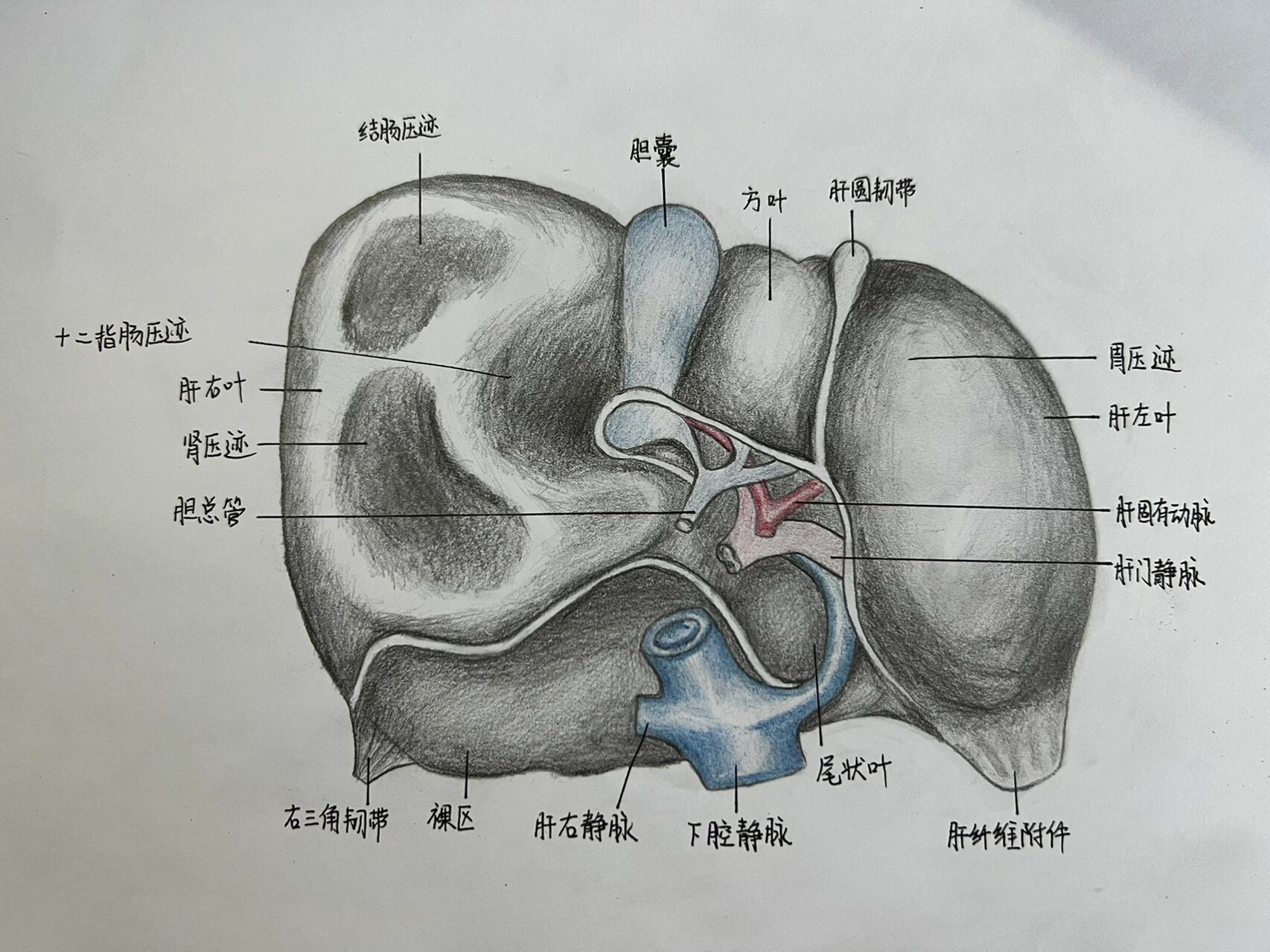 肝小叶手平面手绘图图片