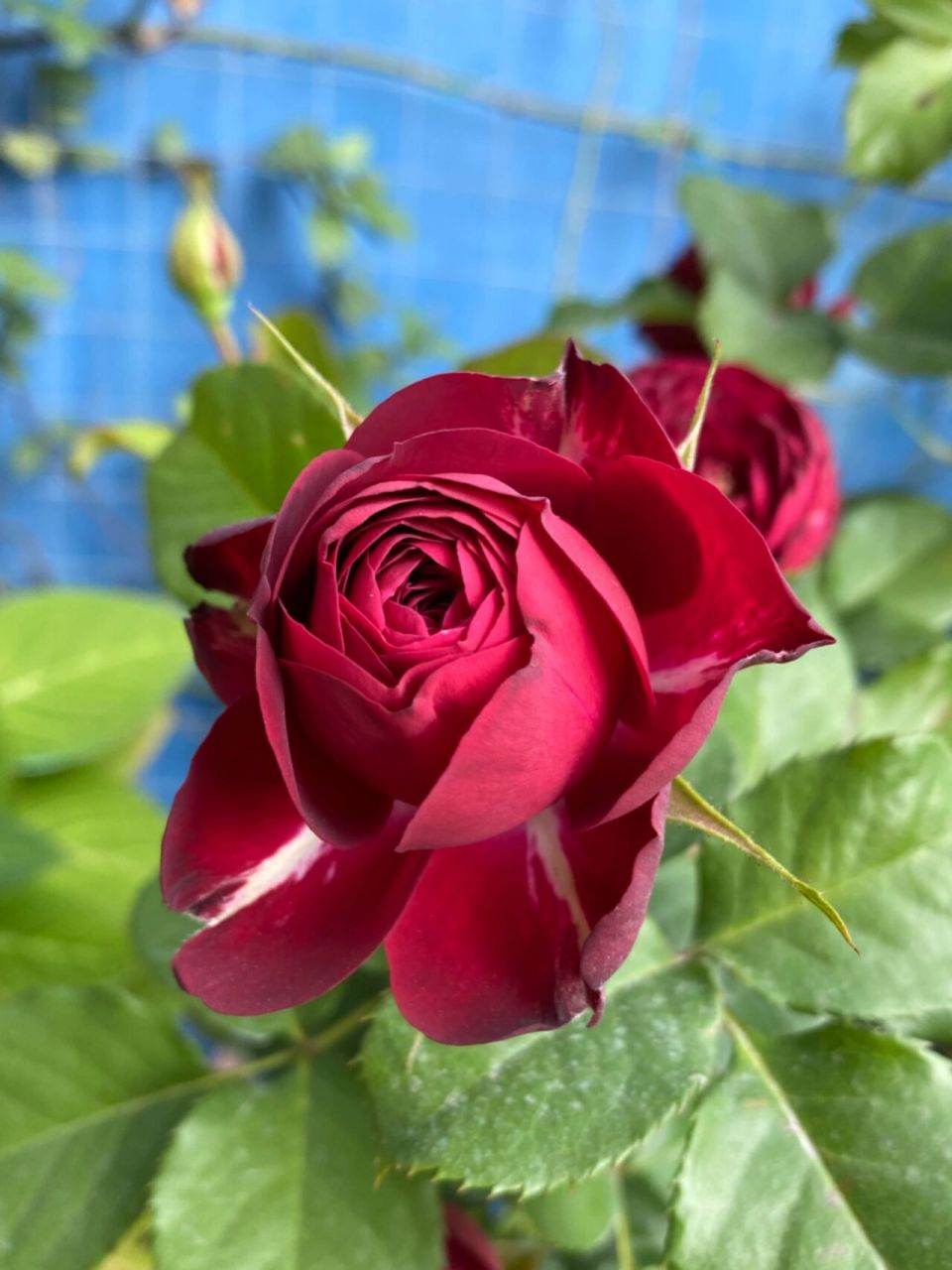 红色蕾丝 月季 暗红色的花瓣,质感厚实 丰花多头,花量大 成簇开放,花