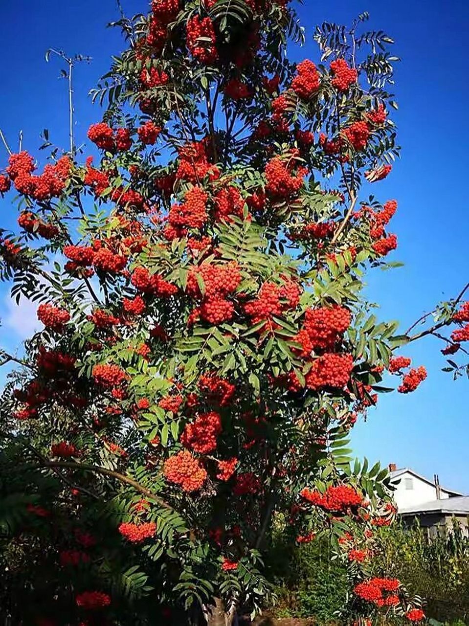 刺楸树开花图片图片