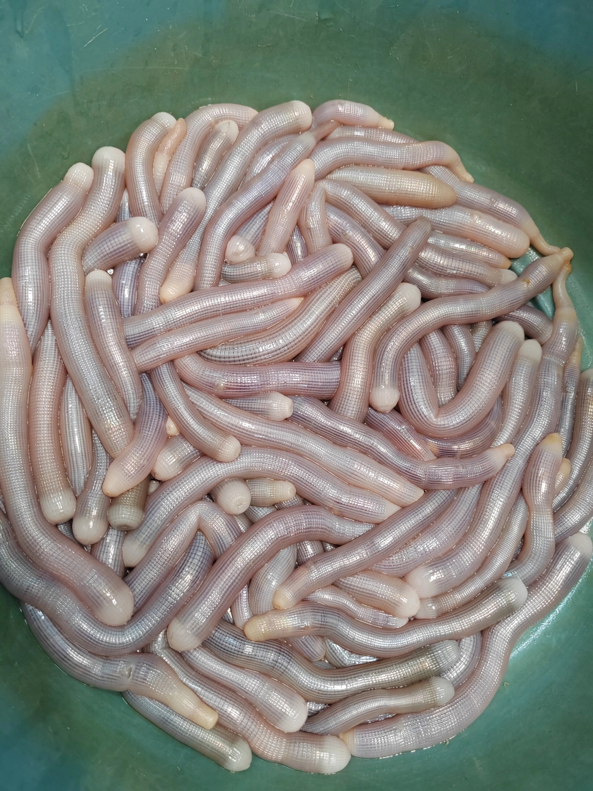 沙虫和泥丁虫 图一是沙虫,图二是泥丁,这样看区别很大,但是当泥丁清理