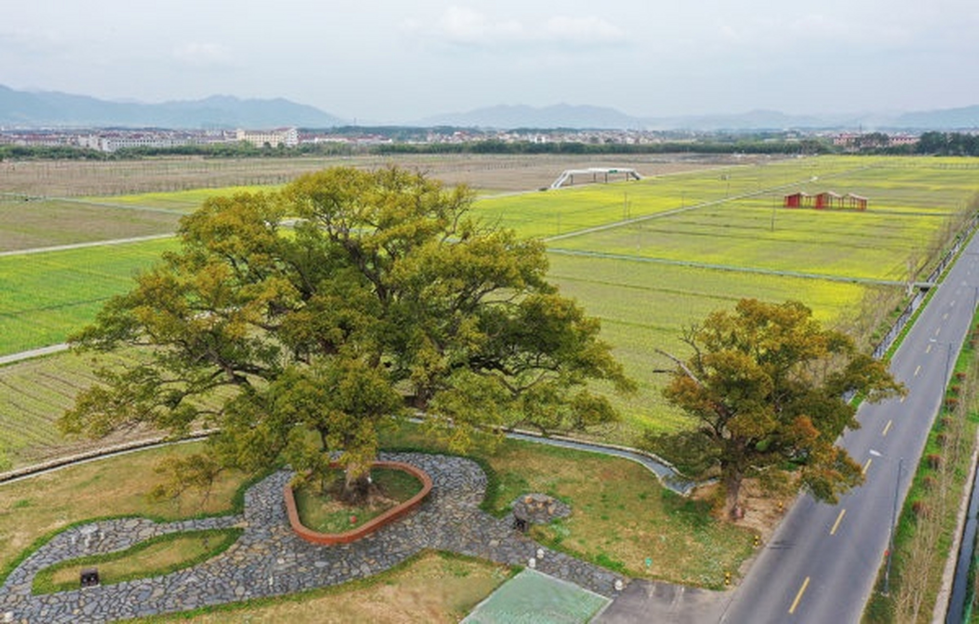 东阳市城东街道寀卢村共享田园的260多亩油菜迎来了盛花期,油菜花竞相