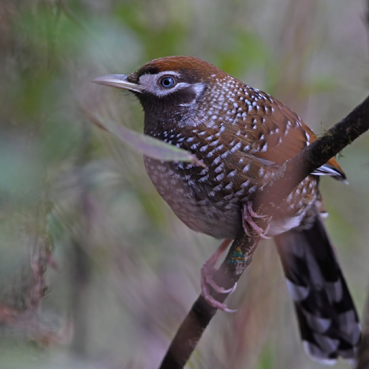 2022年度小鸟|中国西南特有鸟种白点噪鹛 之前提过,中国是噪鹛科鸟类