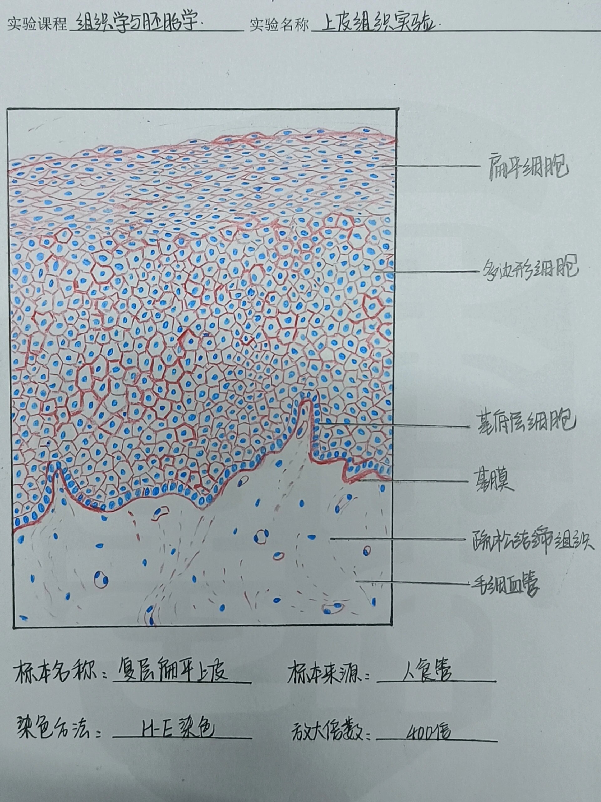 辣椒表皮细胞结构图图片