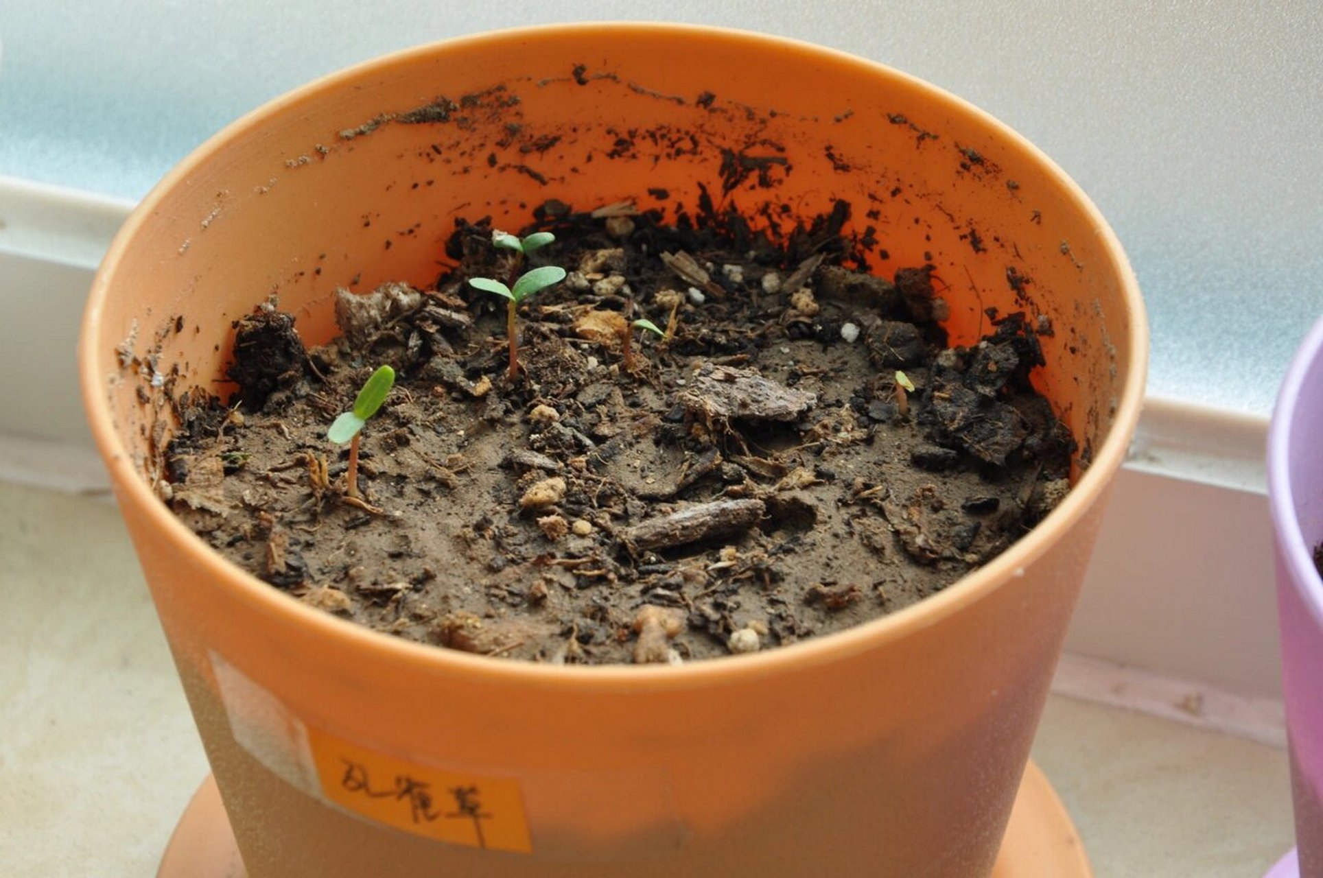 孔雀草,开花也疯狂 孔雀草,从最初的花盆育苗,到盆栽变地栽,移栽过