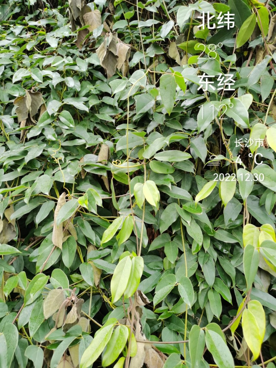 自然观察笔记第二十一天—常春油麻藤 常春油麻藤,我们院子后门那里有