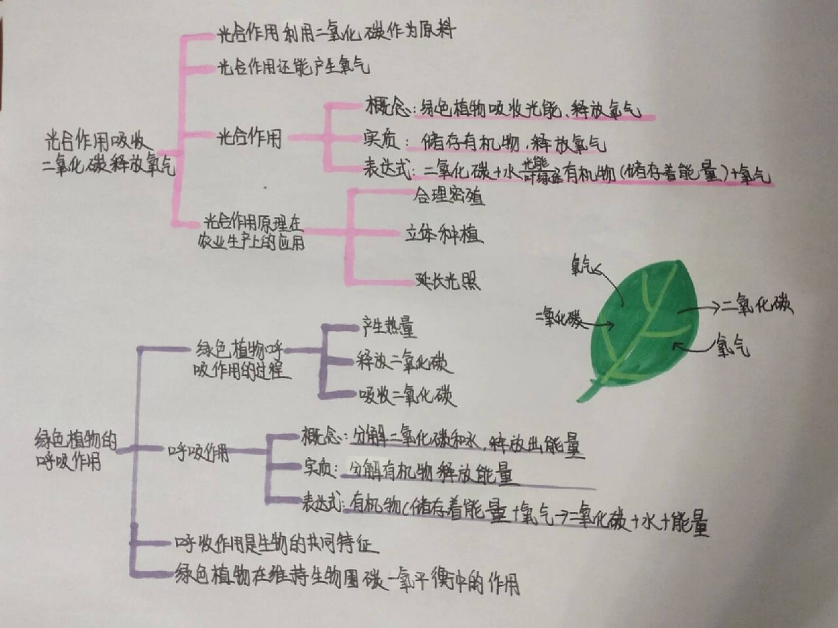 七上生物第四章,第五章呼吸作用,光合作用思维导图