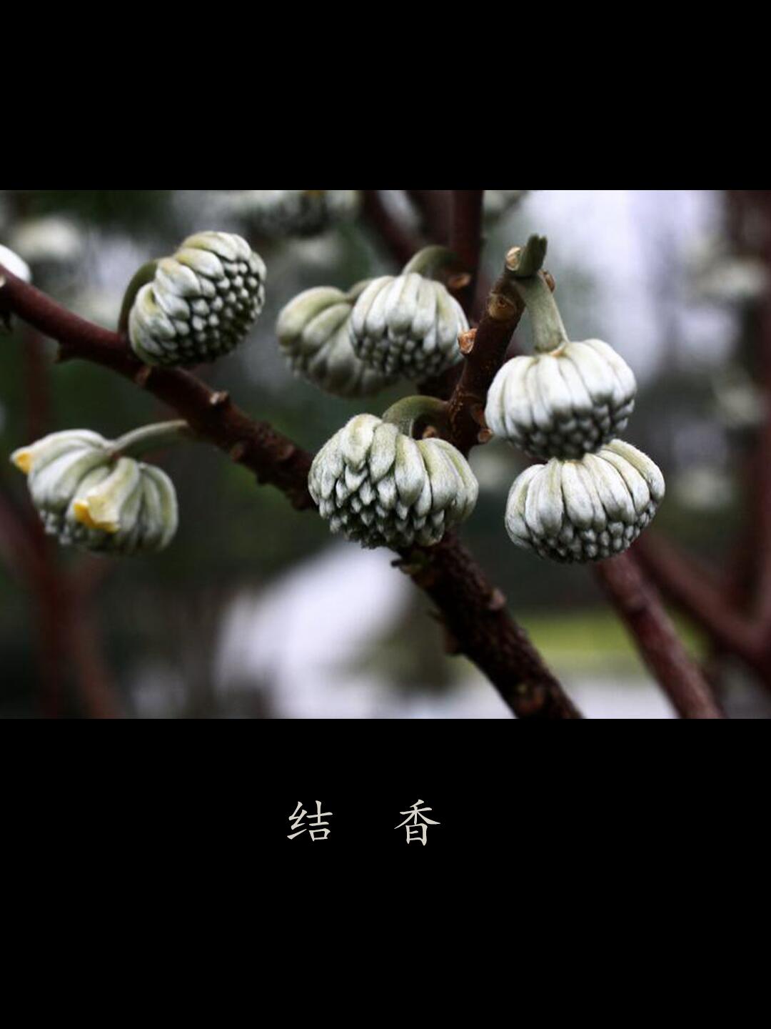【识花】结香花开,幸福永驻 92结香花的香味清雅,芳香,有一种淡淡的