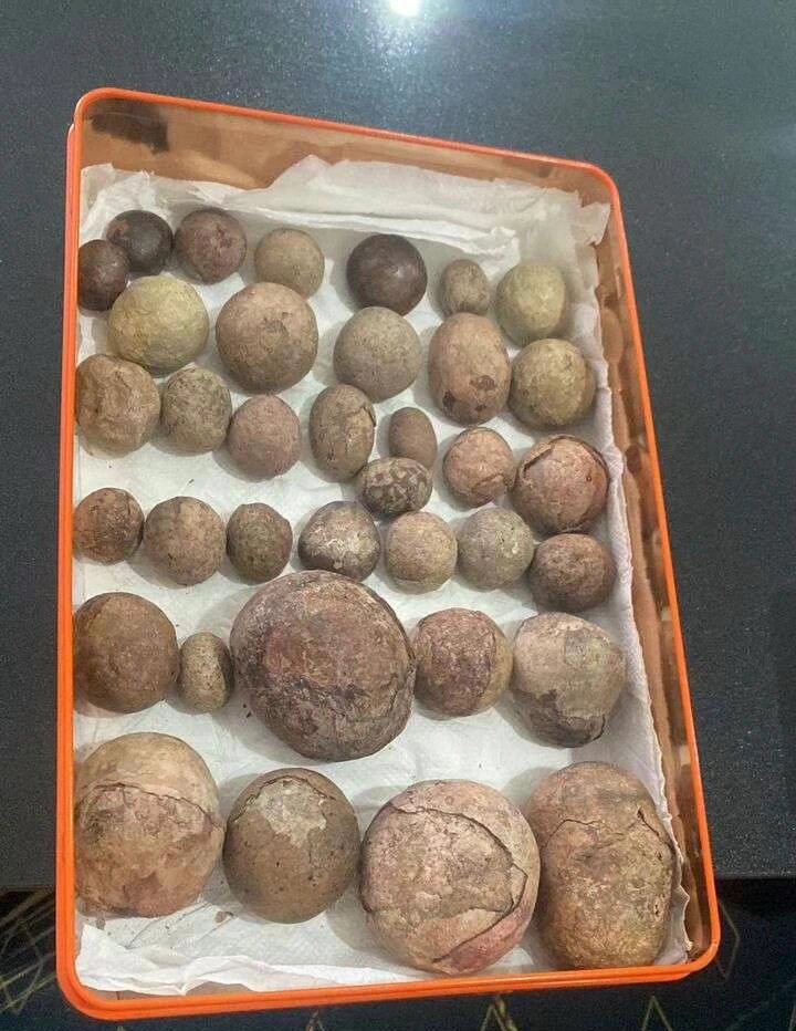 马来西亚野生箭猪枣 它对以下一些病症有很明显的附加药用功效.