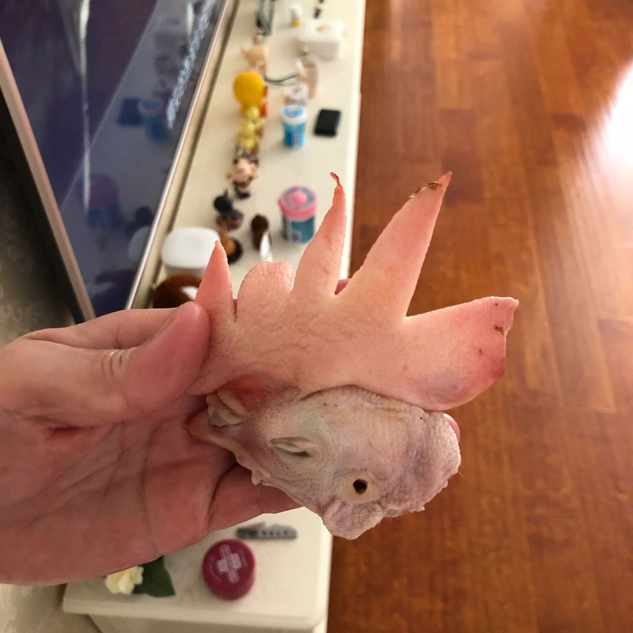 谁家老母鸡长那么大的鸡冠子93 笑死了98我妈说买了个老母鸡晚上