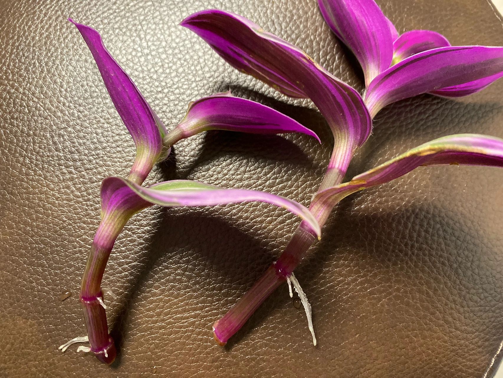 油画吊兰水培扦插 10天就生根了,先剪了两根试试没想到这么轻易就成功