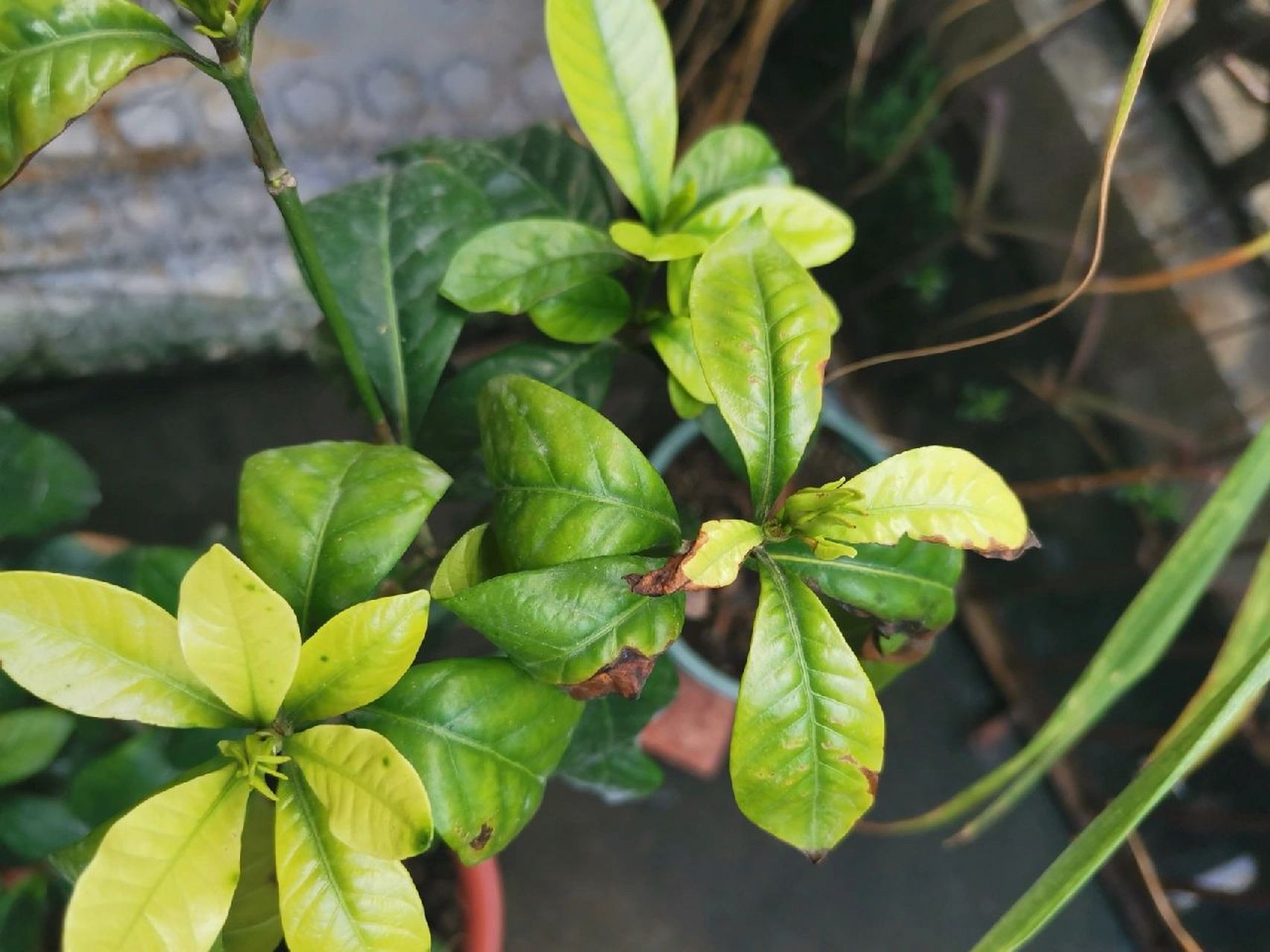 栀子花叶子不够绿还有焦尖 万能的,大家帮我看看怎么回事,不想做植物