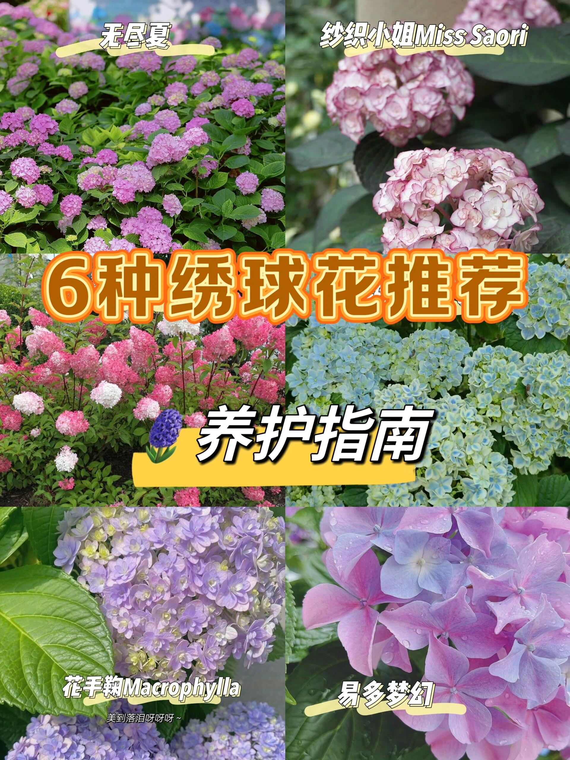 绣球花春季养护图片