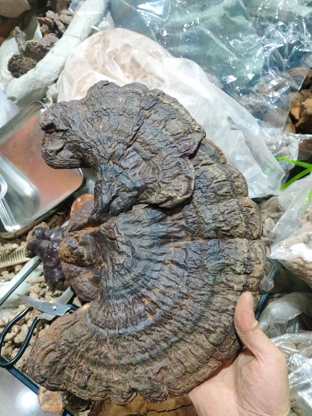 特级正品西藏纯野生松衫白灵芝 67白灵芝具有活血化