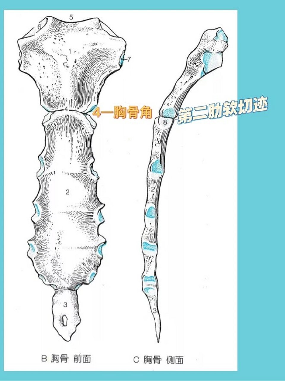 胸骨角图片